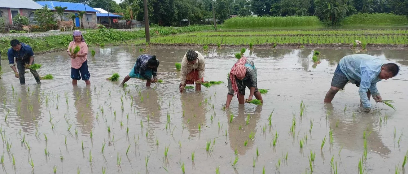 जग्गा भाडामा लिएर सामूहिक धान खेती