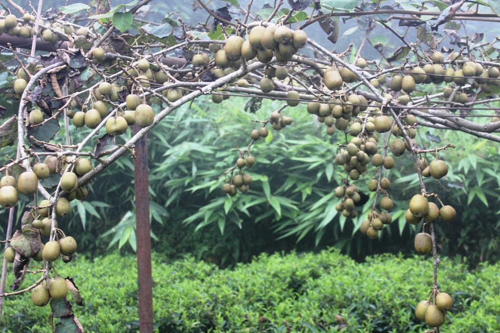 सुरु भयो रेड किवी उत्पादन