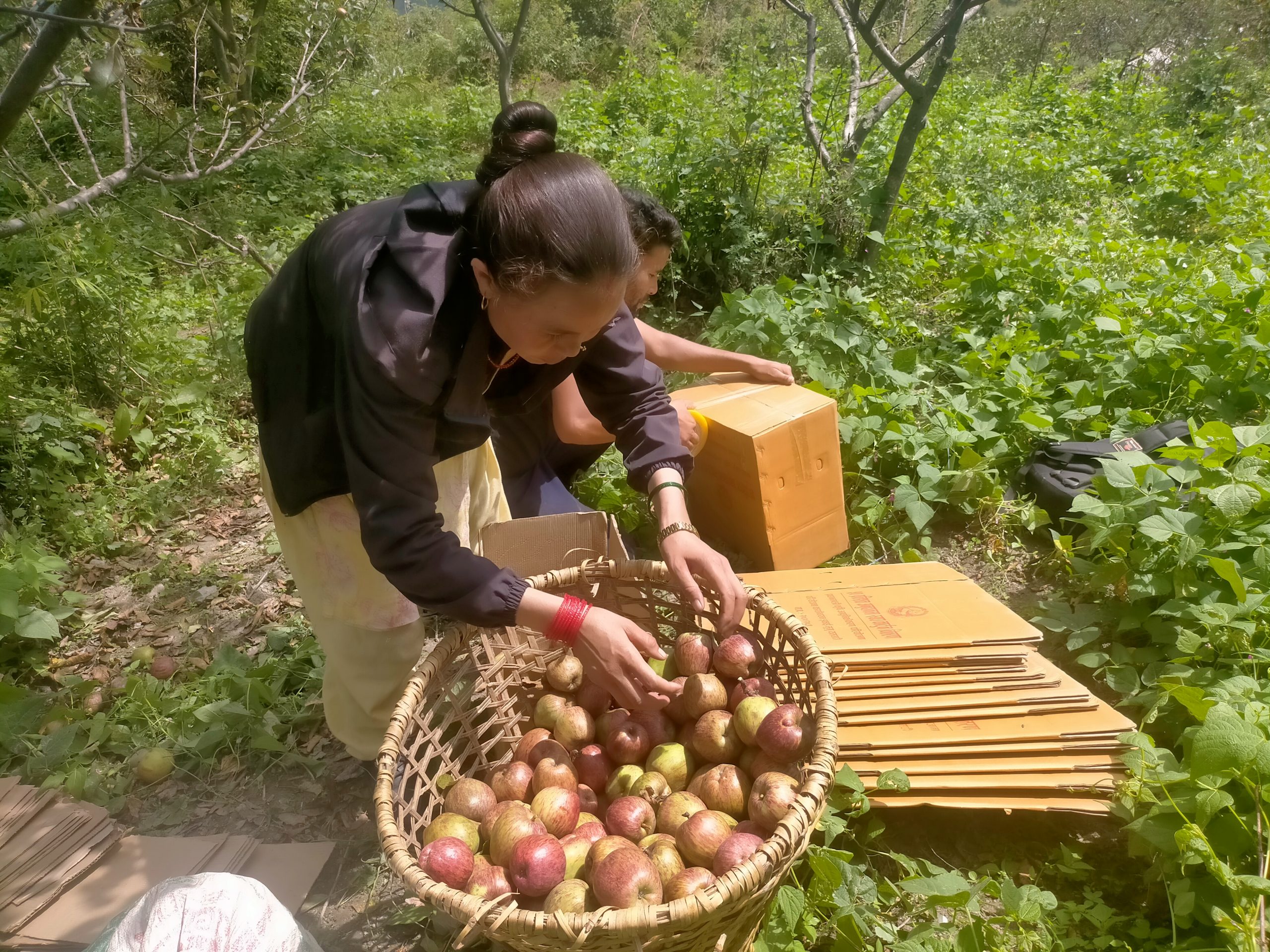स्याउ उत्पादनमा कमी आएपछि मुगुका किसानलाई समस्या