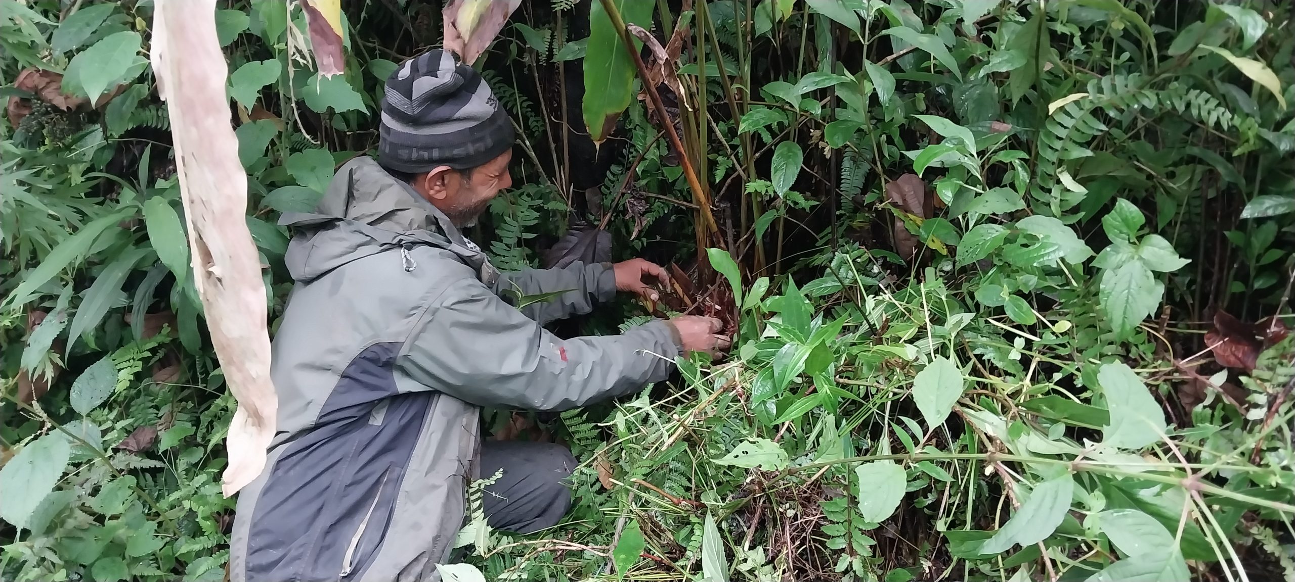 किसानलाई अलैँची टिप्ने चटारो