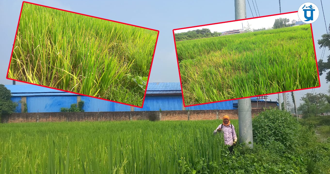 धान बालीमा किराको प्रकोप बढेपछि सुनसरीका कृषक चिन्तित