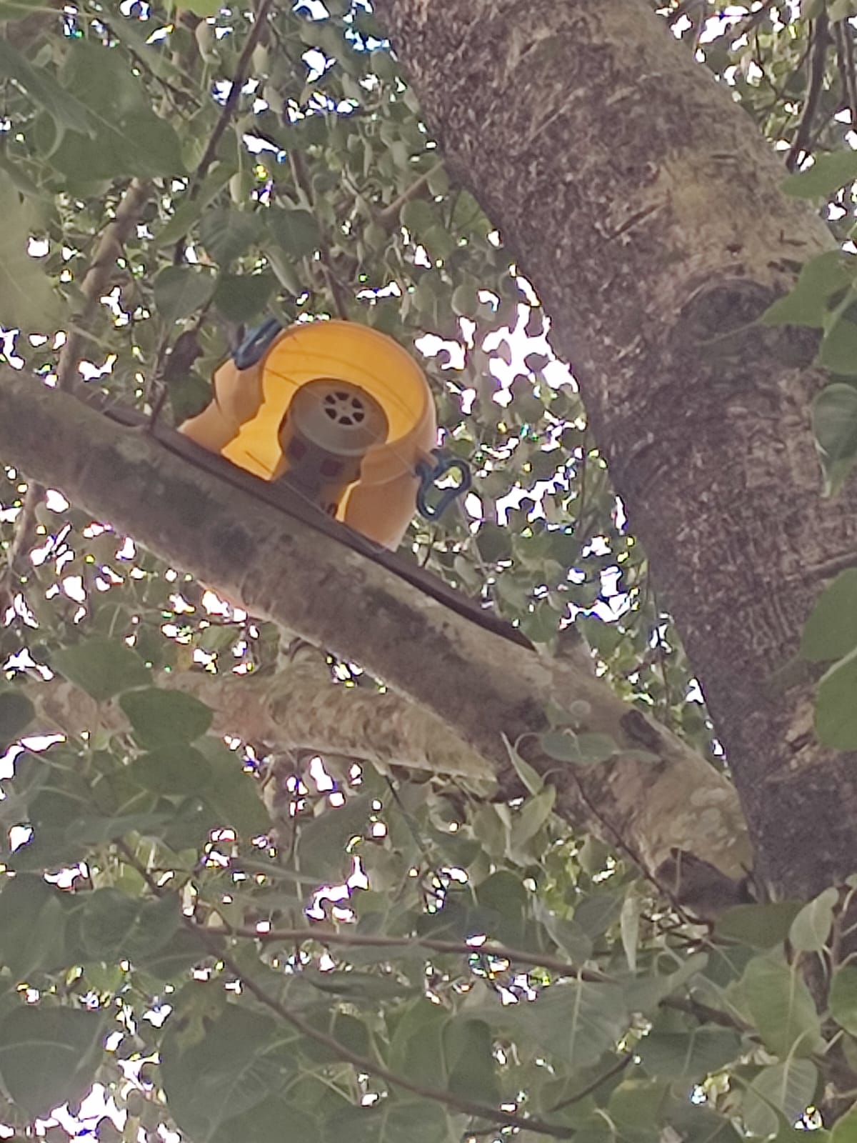 इटहरी उपमहानगरले शान्तिनगरलाई दियो हात्ती भगाउने साईरन