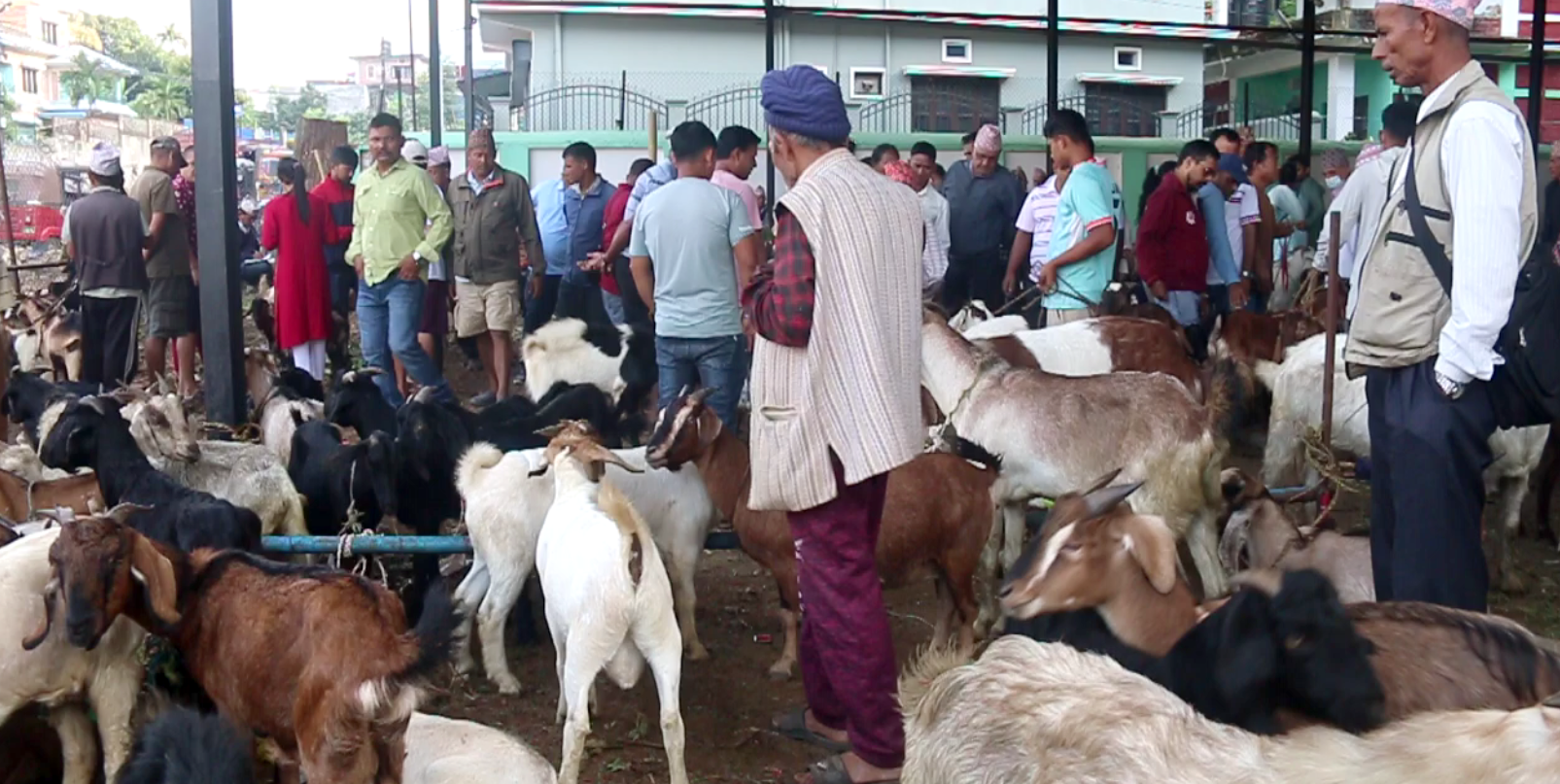 दसैँका लागि सरकारले खुलायो सस्तोमा पाइने खसी-बोका खरिदको अग्रिम बुकिङ