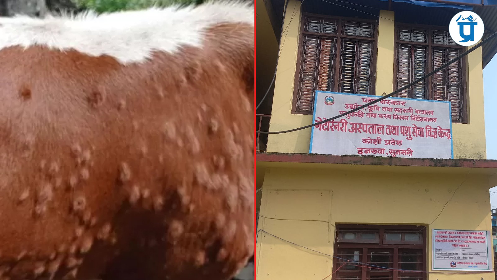 सुनसरीमा लम्पी स्किन नियन्त्रणमा