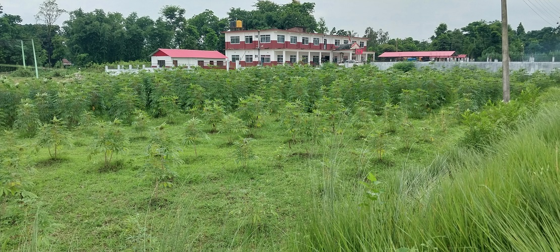 साबुदाना बनाउन गाउँपालिकाले उद्योग सञ्चालन गर्ने