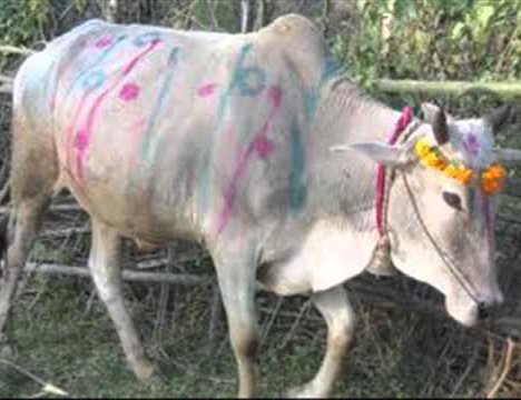 कात्तिक शुक्ल प्रतिपदा:गोरु, गोवर्द्धन र हली पूजा