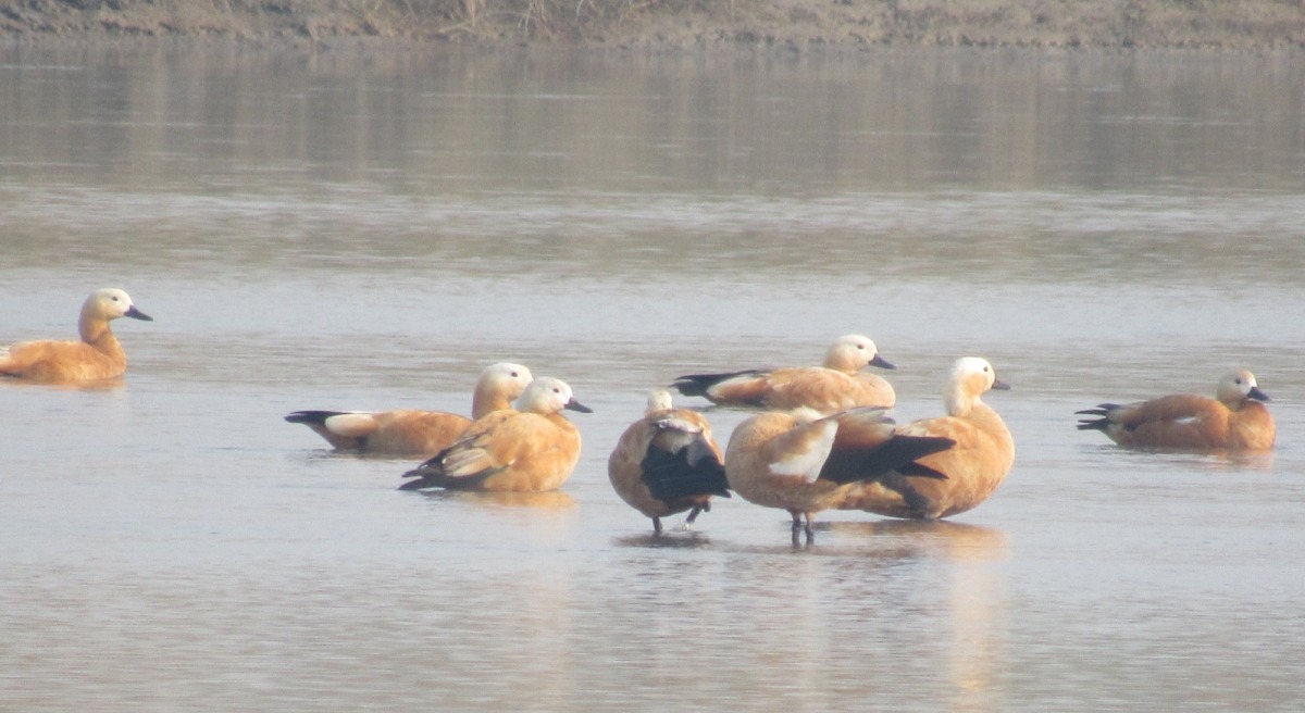 जाडो छल्न नेपाल आइपुगे चरा