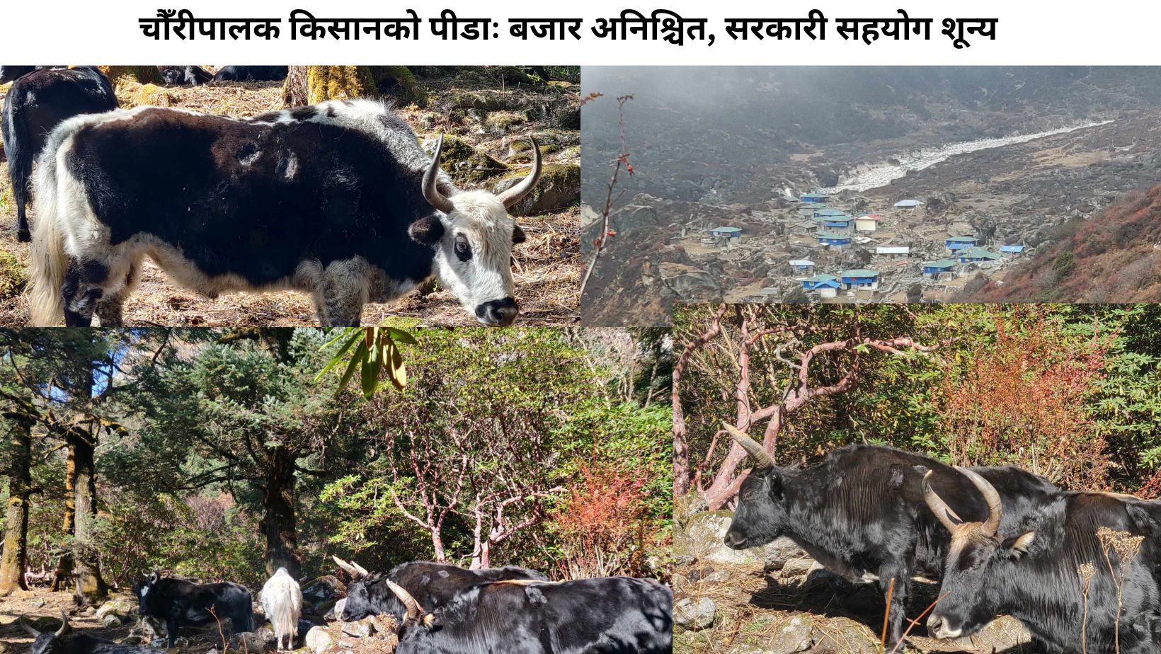 चौँरीपालक किसानको पीडाः बजार अनिश्चित, सरकारी सहयोग शून्य