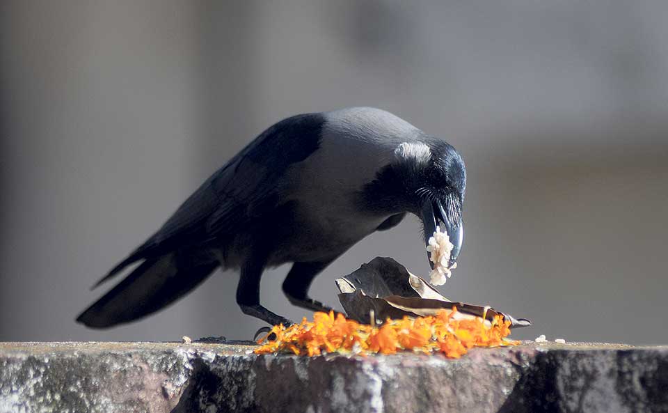 कार्तिक कृष्ण त्रयोदशीः आज काग तिहार