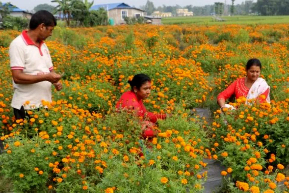 सयपत्री फूलको माला आयातमा प्रतिबन्ध