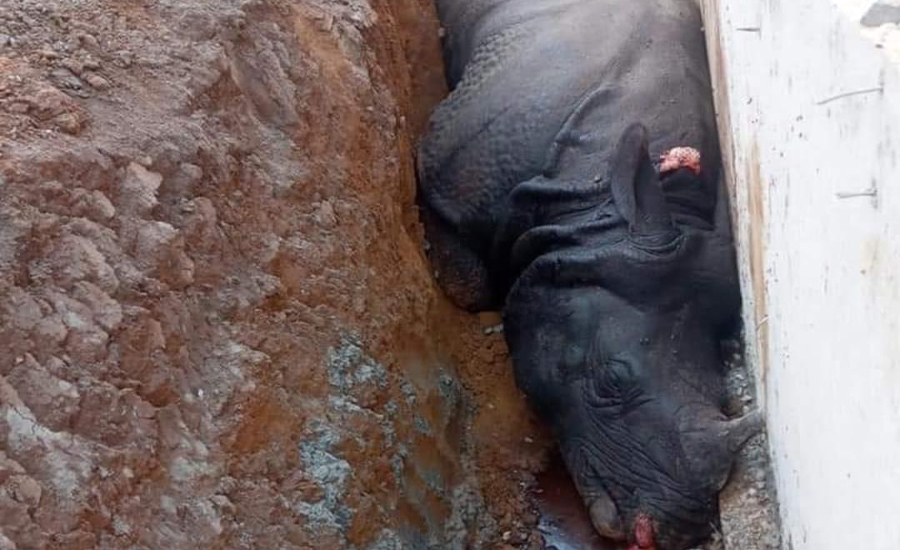 सुरक्षागस्ती हुने ठाउँमै तस्करले खाल्डो खनेर २ गैँडा मारे, निकुञ्ज प्रशासन बेखबर