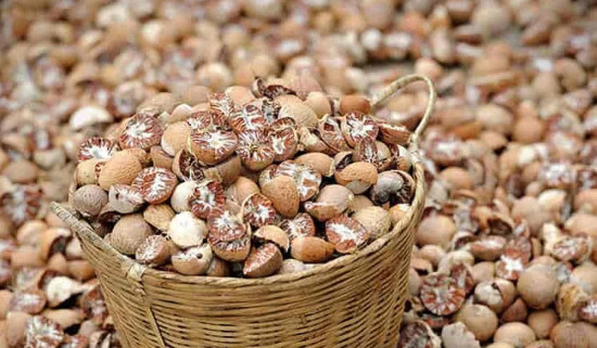 डिएनए परीक्षणको अन्योलले सुपारी निर्यात अनिश्चित, एक लाख किसान प्रभावित