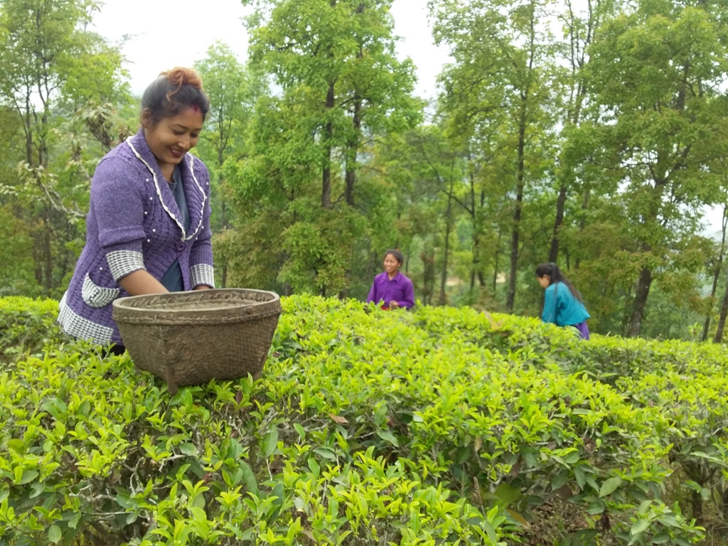 अर्बौं विदेशी मुद्रा भित्र्याउने चिया व्यवसाय संकटमा