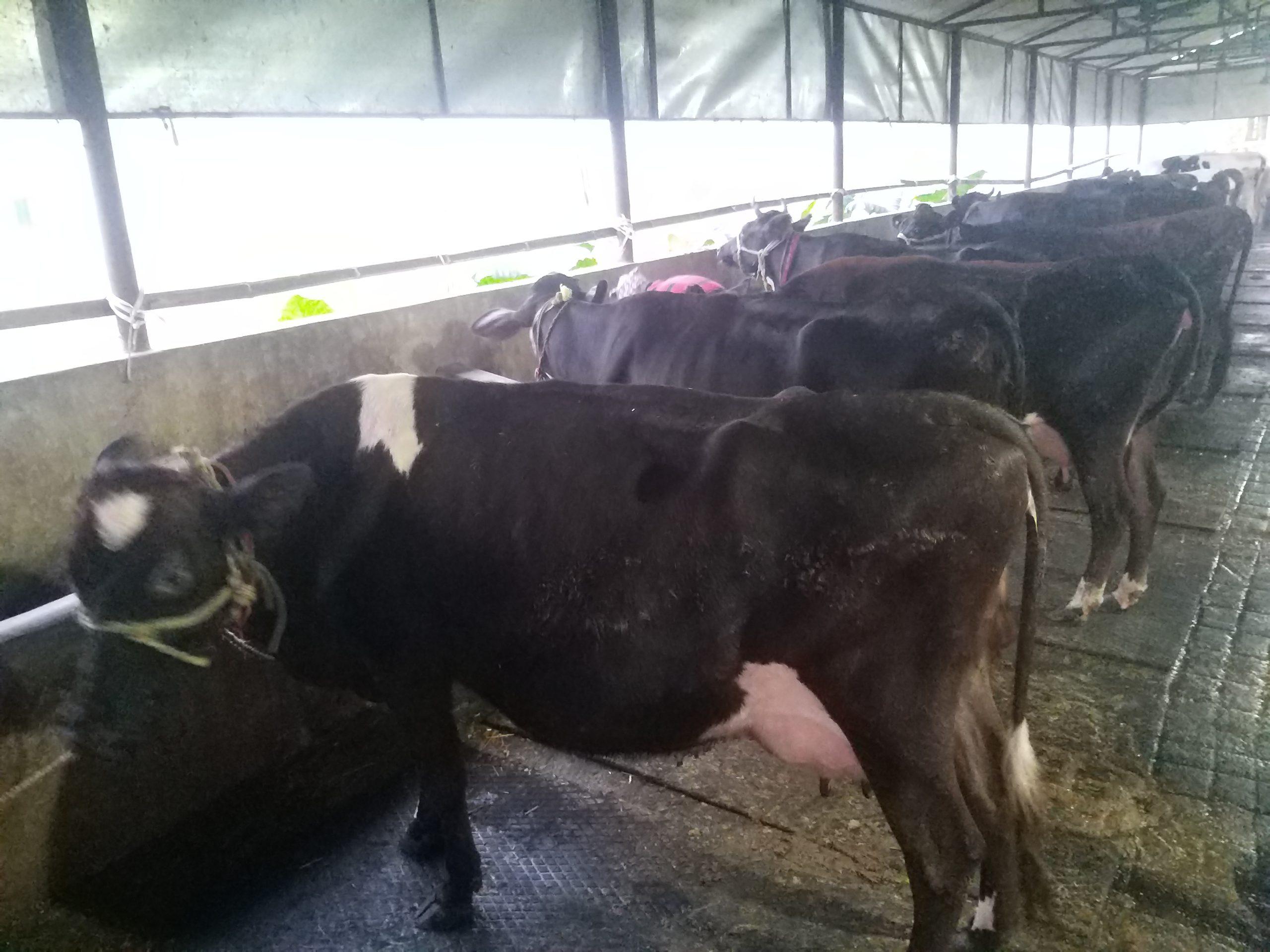 गाईपालनको आम्दानीबाट मन्दिरको खर्च व्यवस्थापन