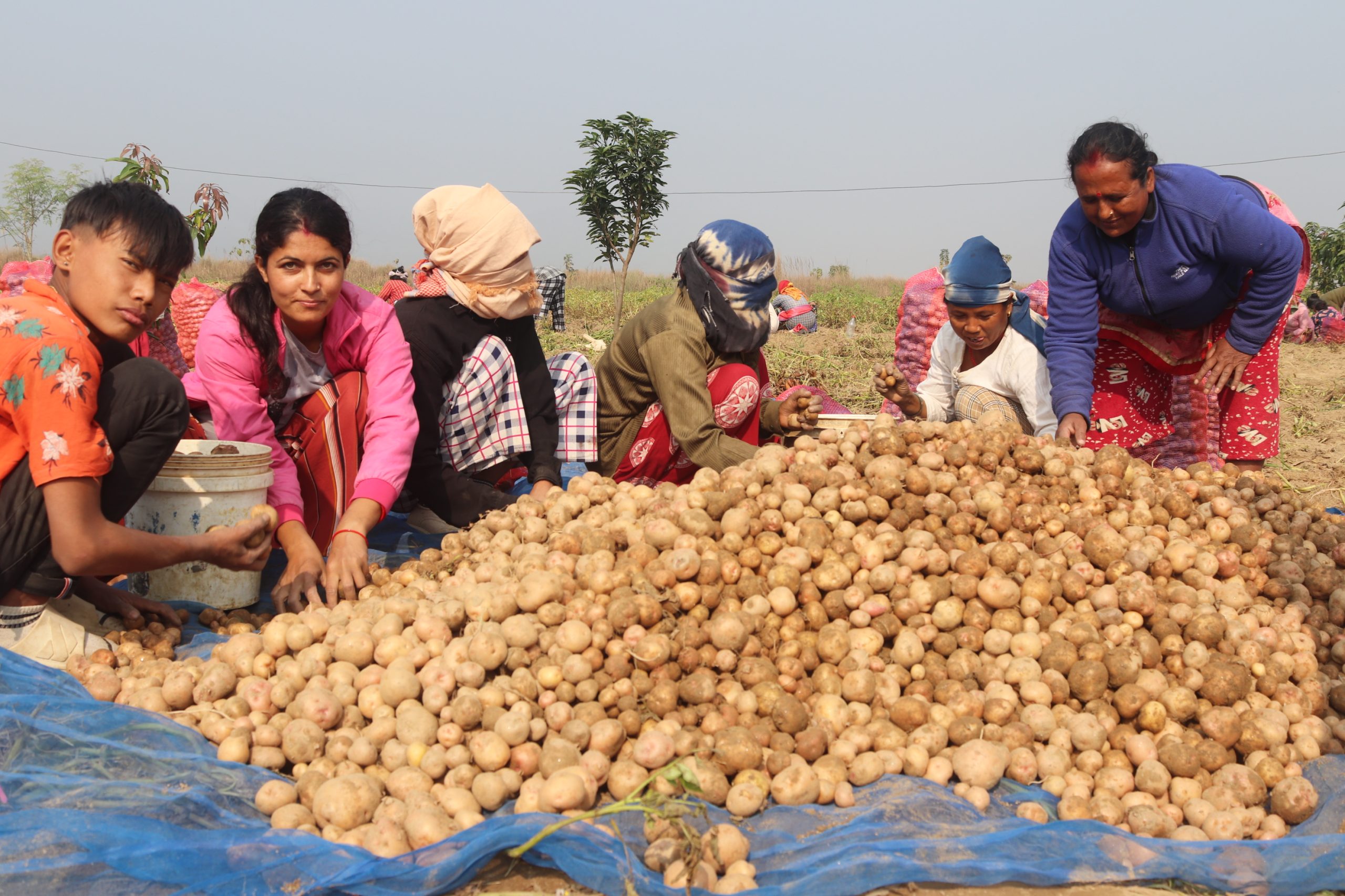 भारतीय आलु भित्रियो, नेपाली आलु सस्तियो : अधिकारी दाजुभाइले फलाए २० लाखको आलु