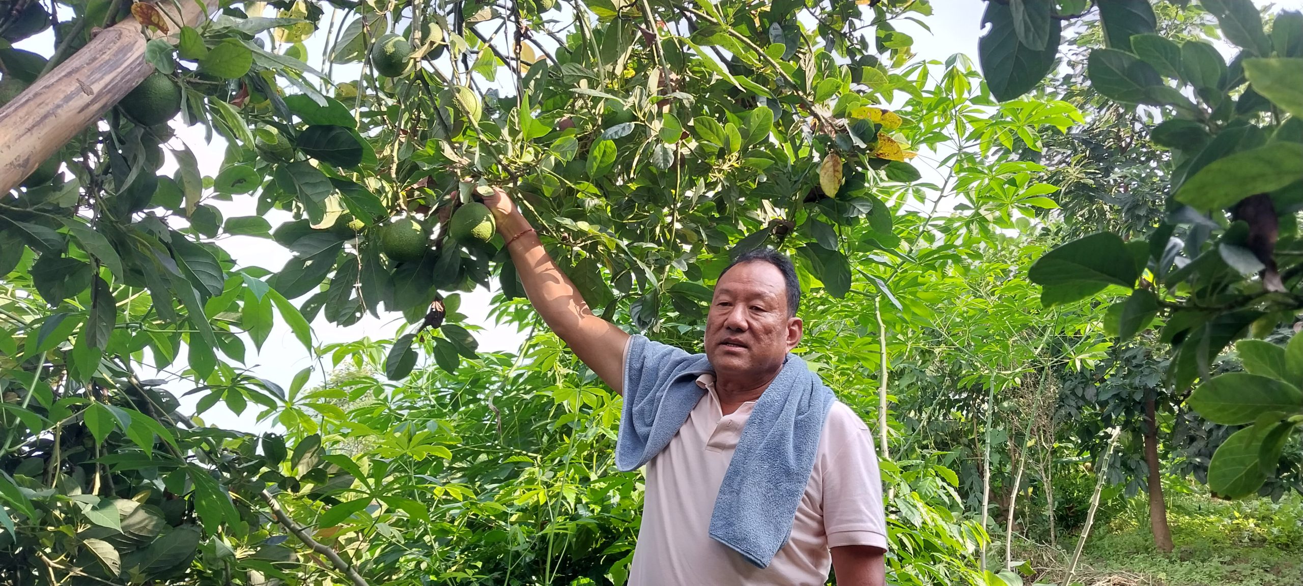एभोकाडोले फल : कम लगानीमा उच्च आम्दानी