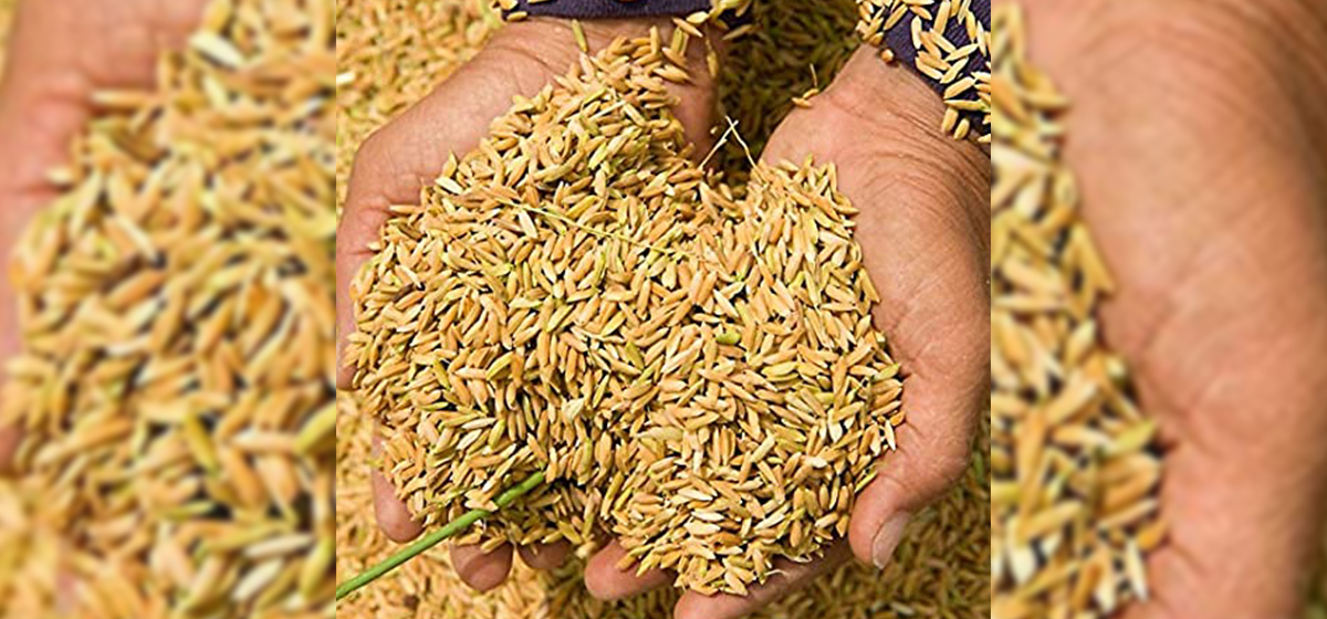 बढ्यो धानको उत्पादन, किसान उत्साहित