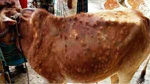 माइजोगमाईमा लम्पी स्किन रोग पुनः फैलिँदै