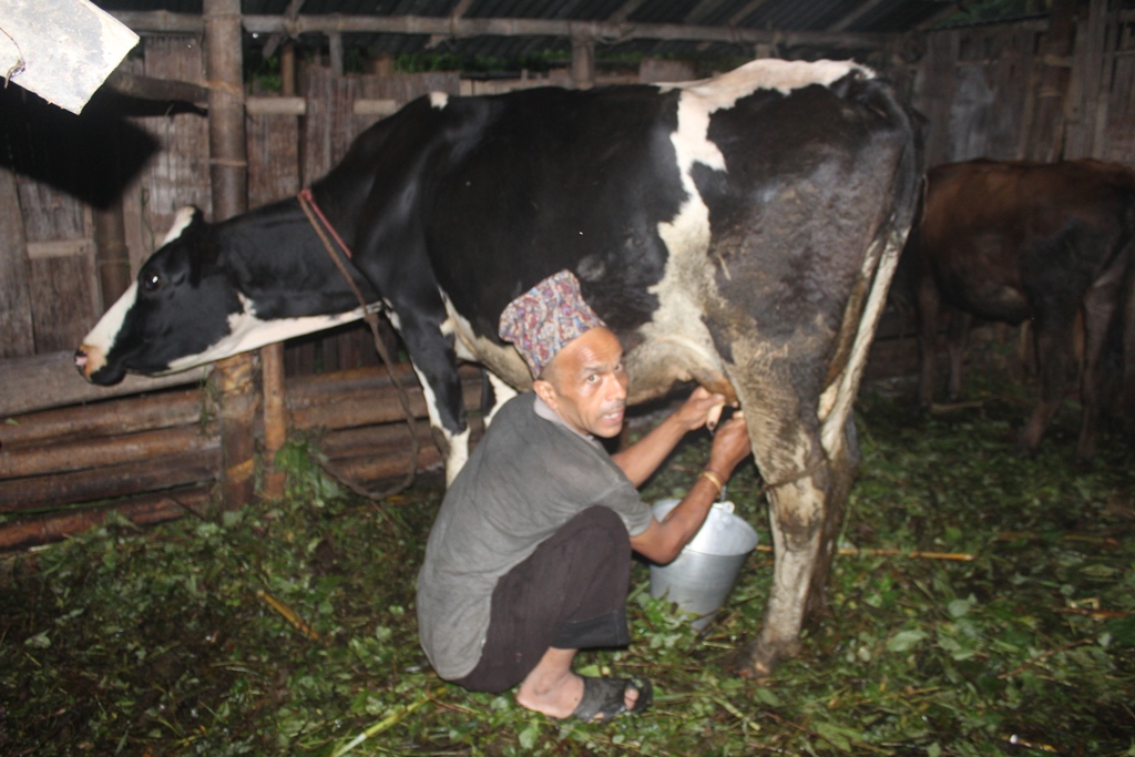 दाना र औषधि नगदमा, दूध बिक्री उधारोमा