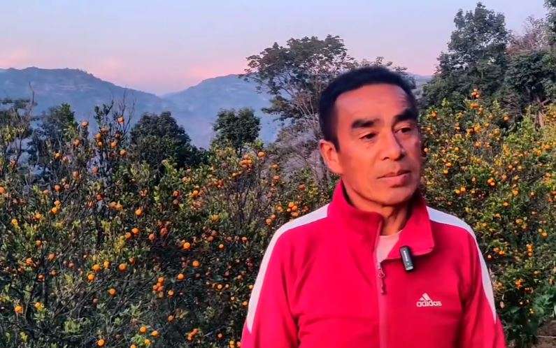 बिचौलियाको मारमा सुन्तला व्यवसायि, भन्छन्– ‘राज्यले उपेक्षा गर्यो’