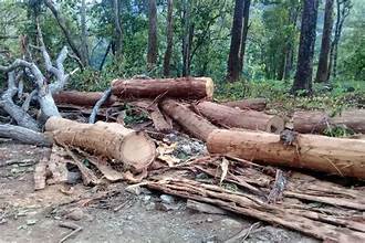 काकडभिट्टा–लौकही सडक स्तरोन्नतिमा ११ हजार पाँच सय १३ रुख काटिने