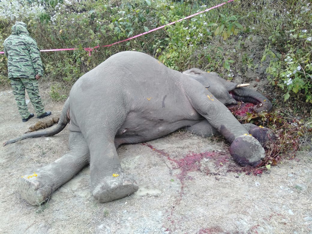 मोरङमा गोली हानेर मारियो जंगली हात्ती, पुच्छर पनि गायब