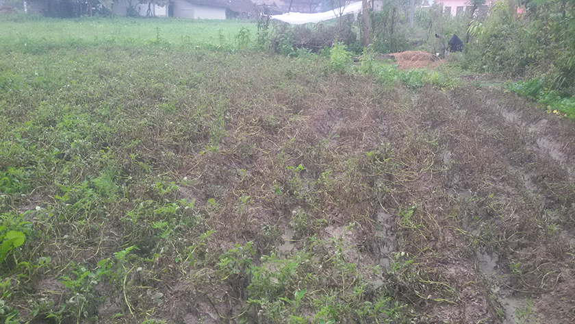 सुनसरीका आलुखेतीमा डढुवा कीराको सङ्क्रमण