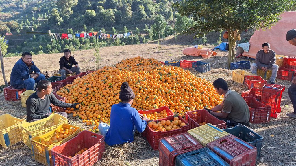 तनहुँका किसानले तिस करोडको सुन्तला बिक्री गरे