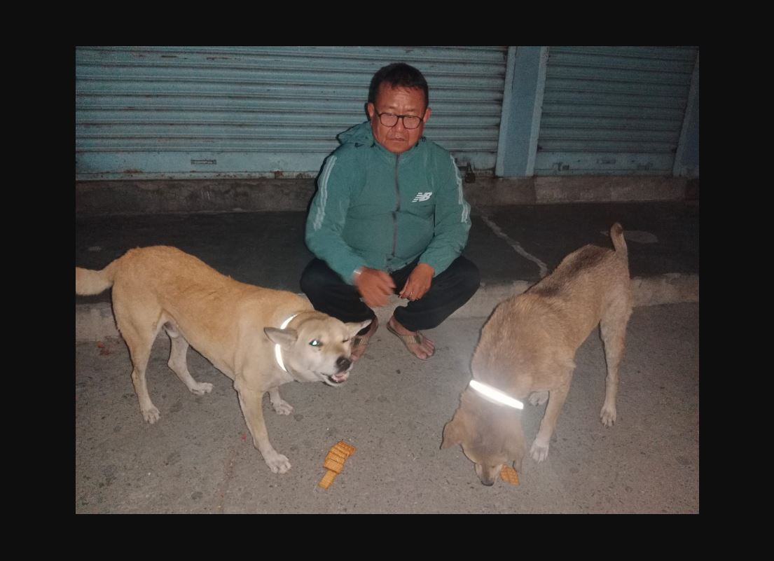 दुर्घटना न्यूनीकरणका लागि कुकुरलाई नियोन बेल्ट