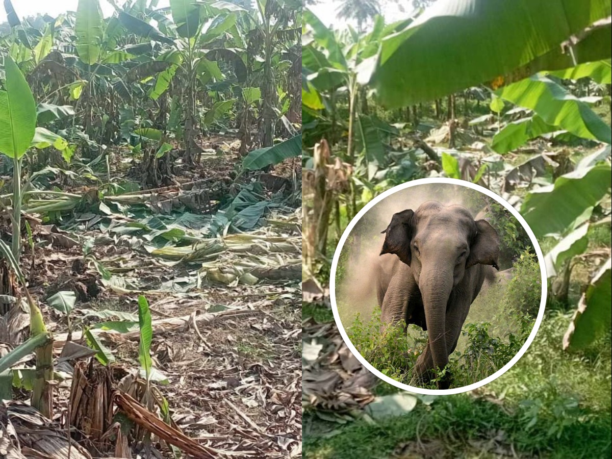 झापाका ५२५ जना वन्यजन्तु पीडित राहतको पर्खाइमा