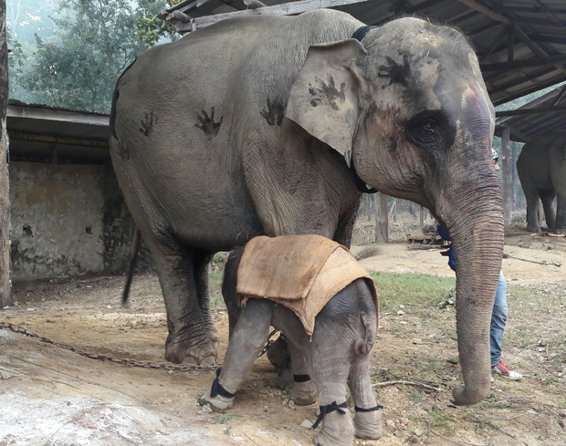 कतारलाई नेपालको हात्ती उपहार: पुस २ गते चार्टर्ड विमानमार्फत पठाइँदै