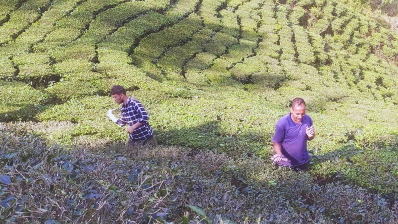 इलाममा चिया र अलैँची अनुसन्धान केन्द्रको काम अघि बढ्यो