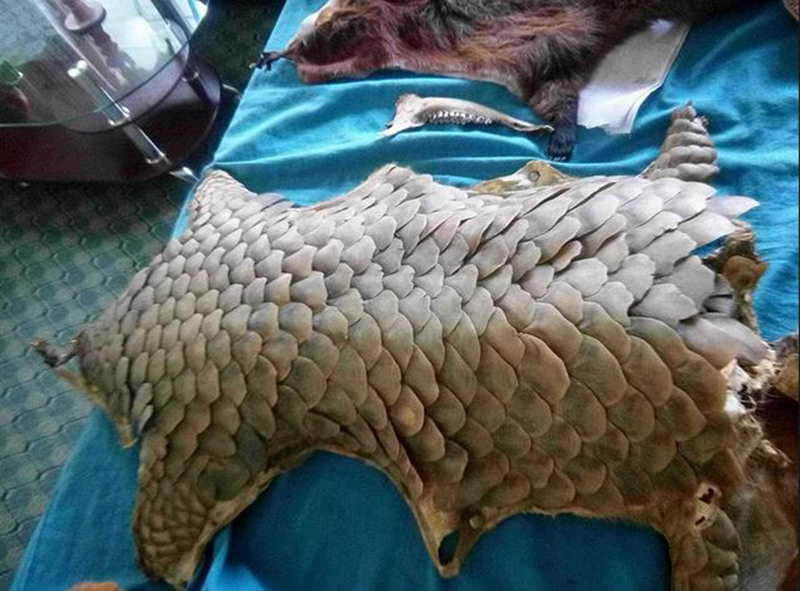 धरानबाट सालकको खपेटासहित २ जना पक्राउ