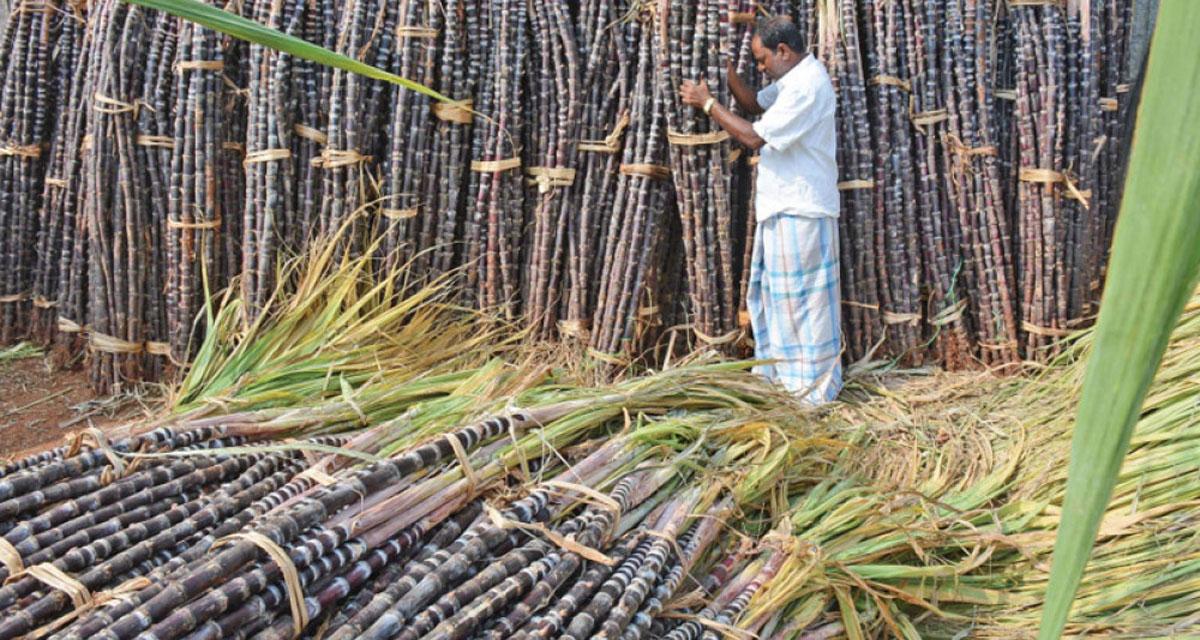 सर्लाहीका उखु किसानले एक वर्षपछि पाए अनुदानबापतको रकम