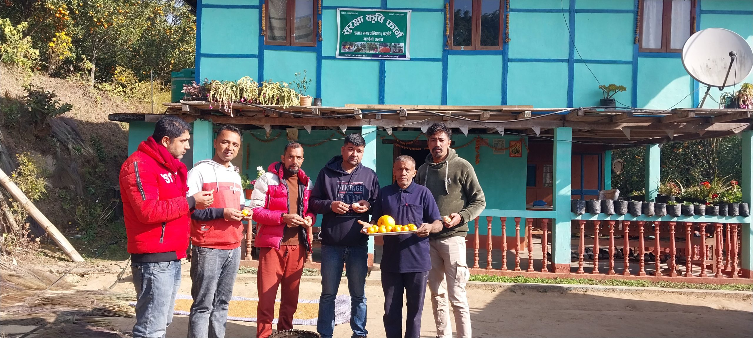 सुन्तला खेतीमा अग्रज सामवेदको मेहनत