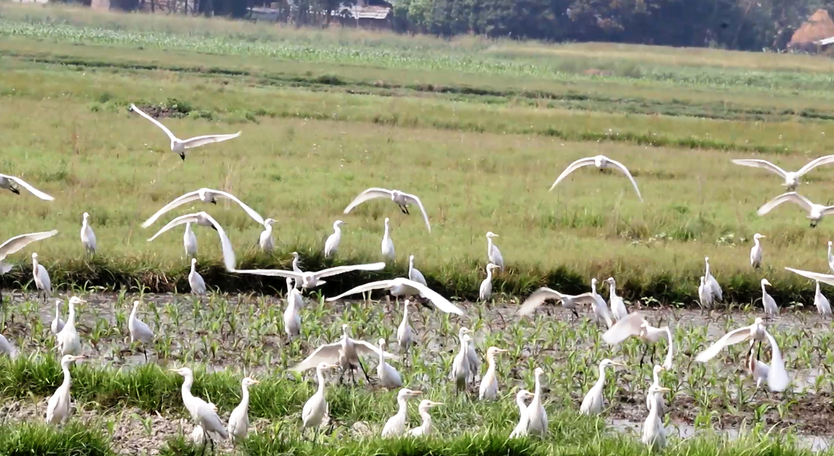 सन्दर्भ विश्व सिमसार दिवस : मासिँदै सिमसार क्षेत्र