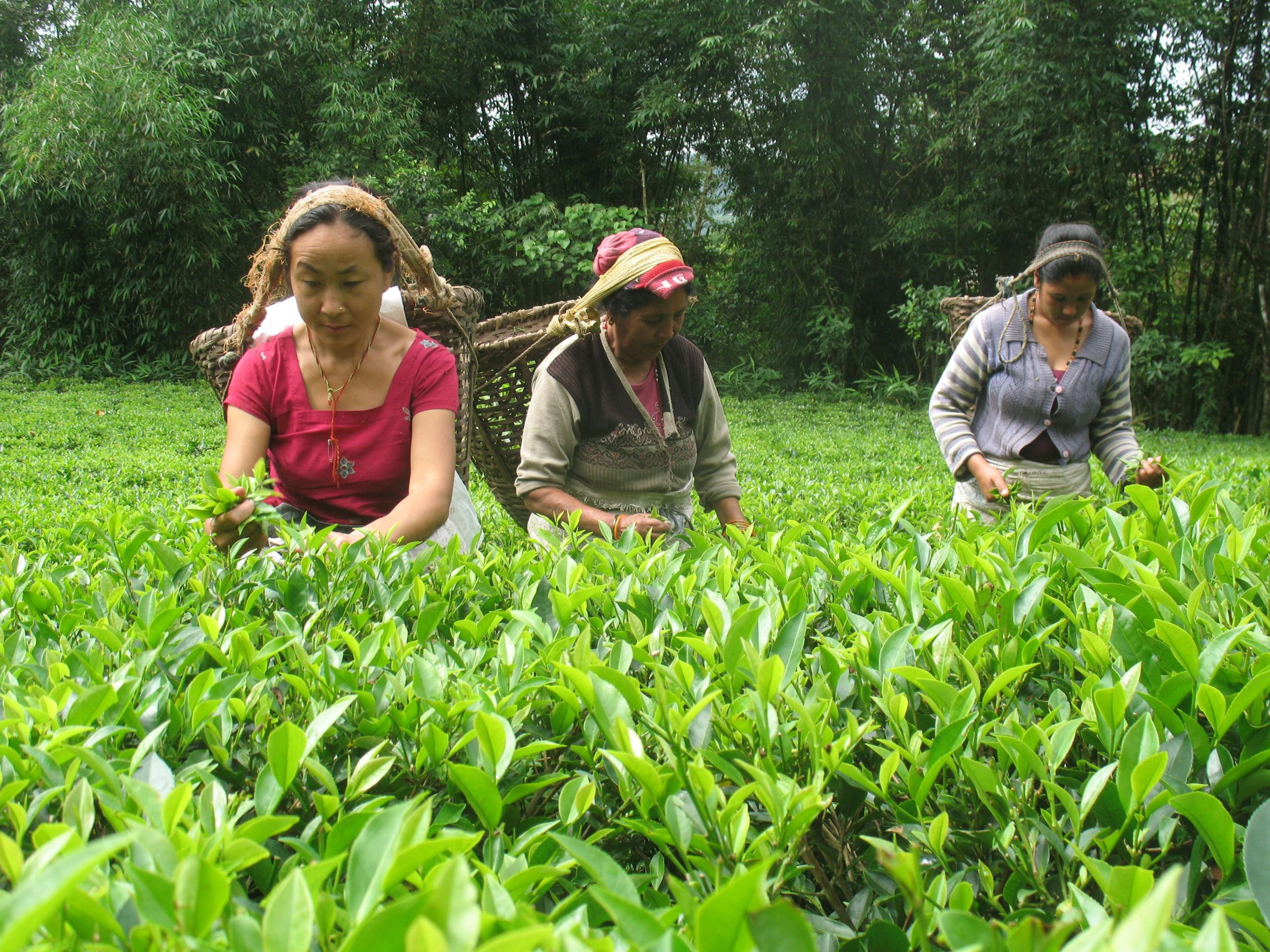 तीन महिनामा डेढ अर्बभन्दा बढीको चिया निकासी