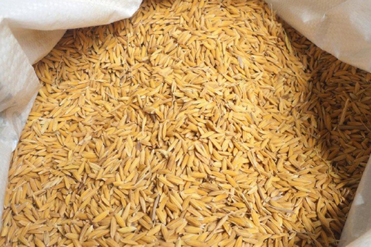 चैते धानको बिउ उत्पादन गर्न परियोजना