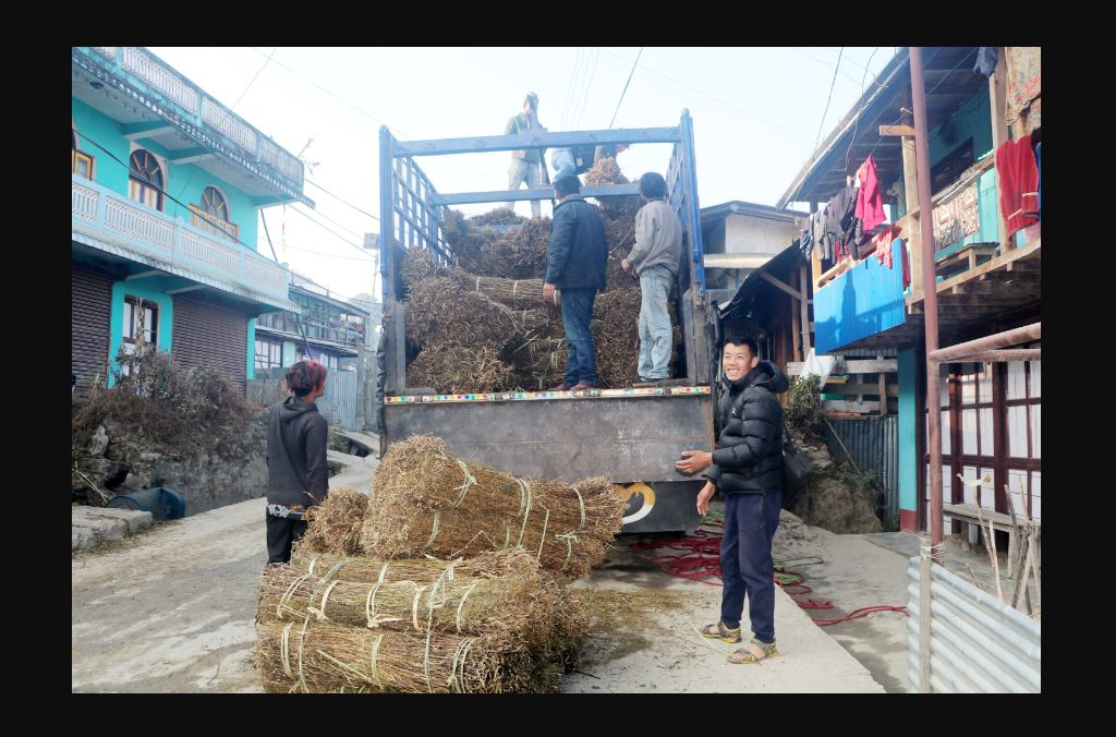 चिराइतोको मुल्य बढ्दो, उत्पादन घढ्दो