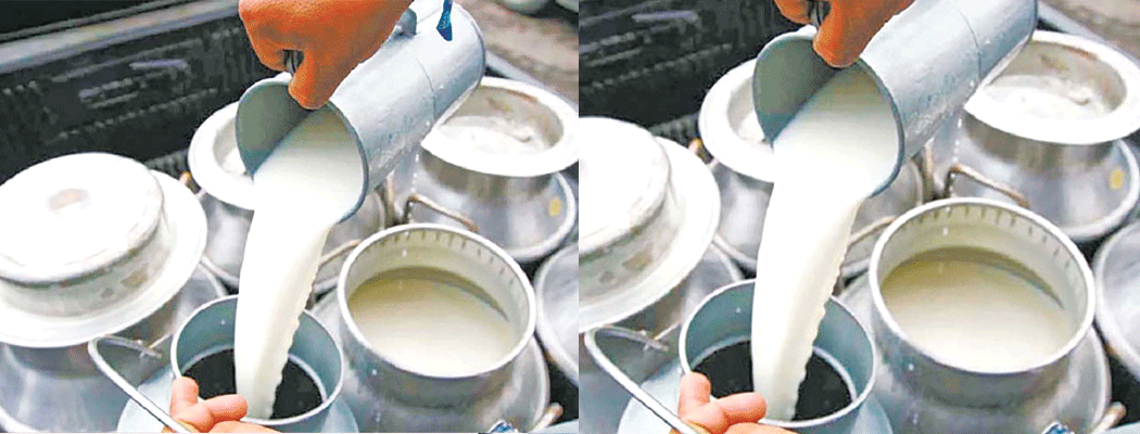 महिलाद्वारा डेरी उद्योग सञ्चालन, मासिक रु १० लाखको कारोबार