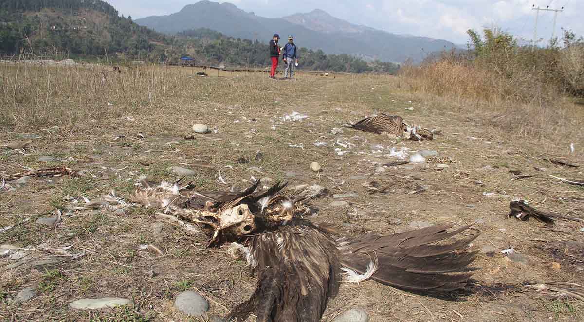 विषाक्त मासुका कारण मर्न थाले गिद्ध