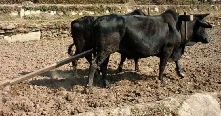 हलगोरु पाल्नेलाई दश हजार अनुदान