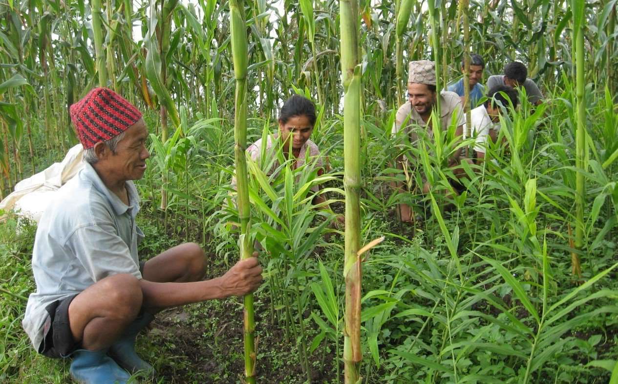 पूर्वी नाकाबाट ६९ अर्बभन्दा बढीको कृषिउपज निकासी
