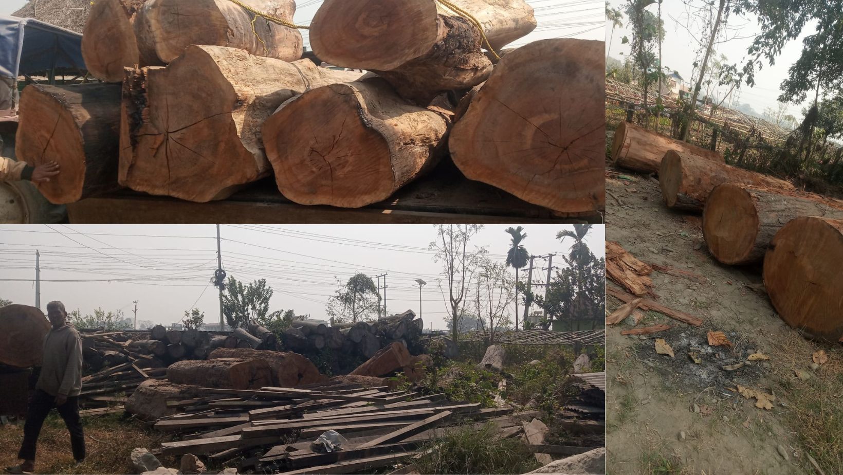 तरहरा आसपासका जङ्गलमा काठ तस्करी गर्ने गिरोह सक्रिय, वन कर्मचारीकै भूमिका शङ्कास्पद