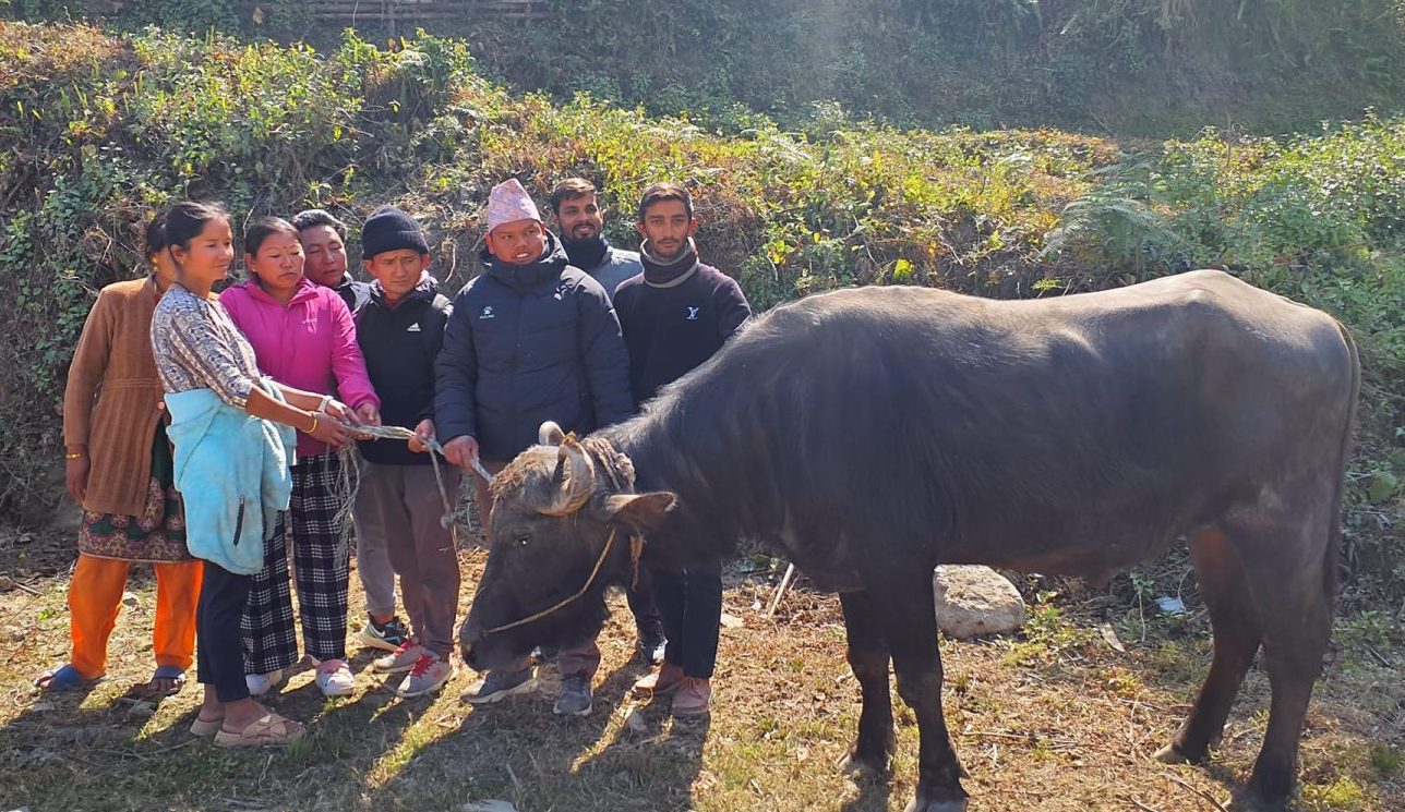 मैवाखोलाले दियो अनुदानमा मुर्रा प्रजातिका राँगा