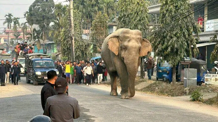 झापामा हात्तीको आक्रमणबाट एकजना महिलाको मृत्यु