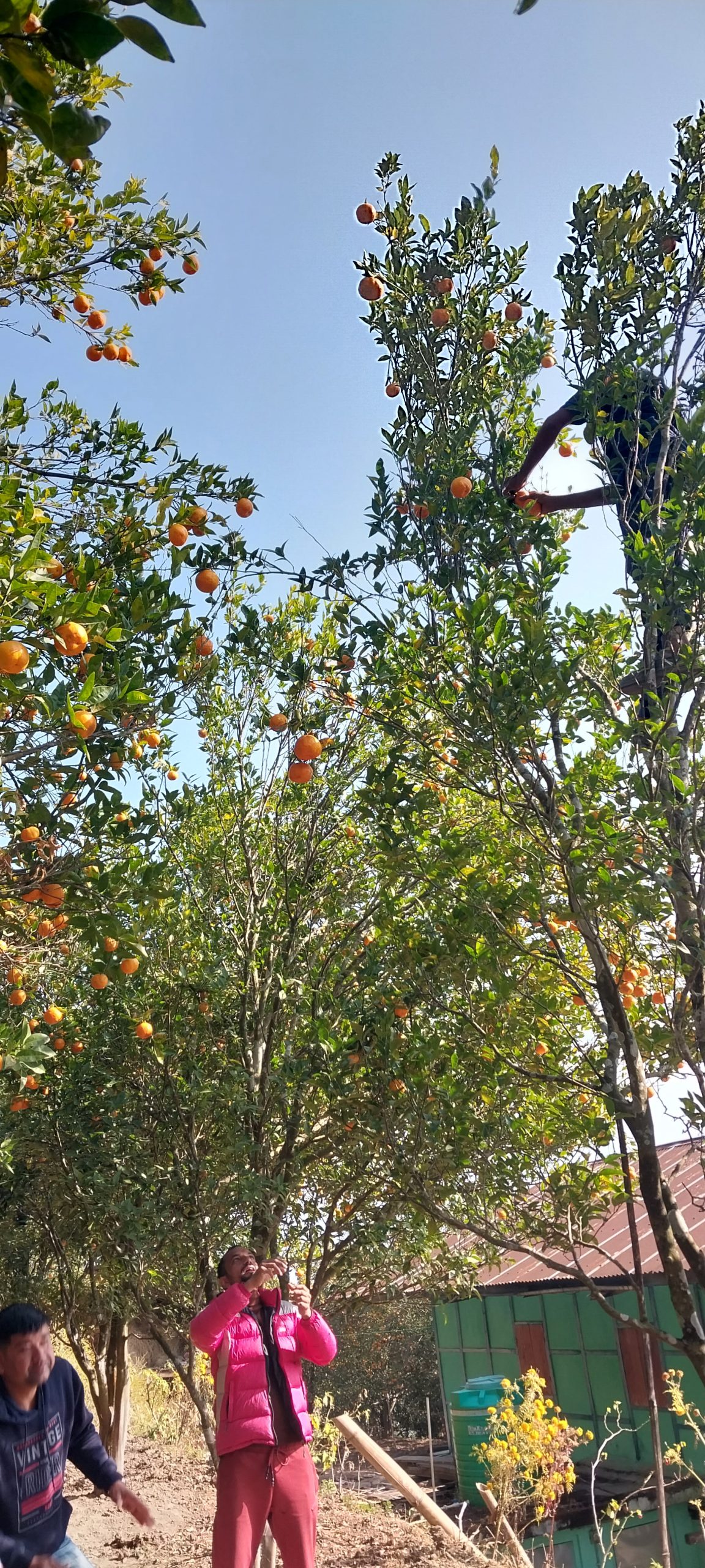 इलाममा सुन्तलाको उत्पादन घट्यो