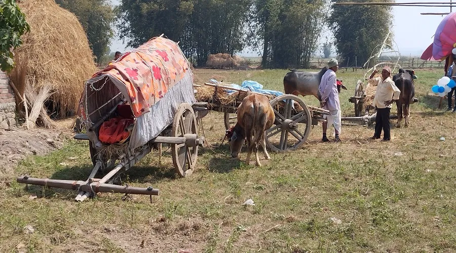 तराईको जीवनसाथी गोरु–राँगा गाडी लोपोन्मुख