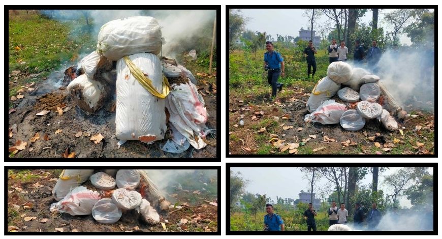 सुनसरीमा लागूऔषधविरुद्ध प्रहरीको विशेष ‘अप्रेशन’, बराक्षेत्रमा ६ सय ७८ किलोग्राम तयारी गाँजा नष्ट