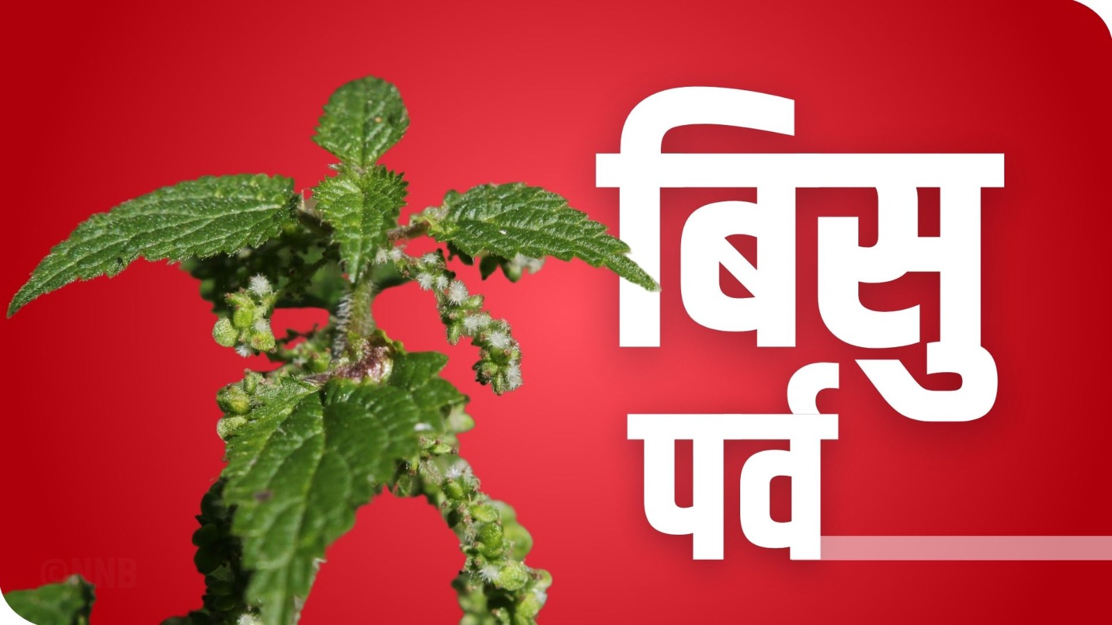 विचित्र पर्व, जहाँ नन्द–भाउजुको सम्बन्ध कस्न नयाँ वर्षको दिन सिस्नु हानाहान गरिन्छ